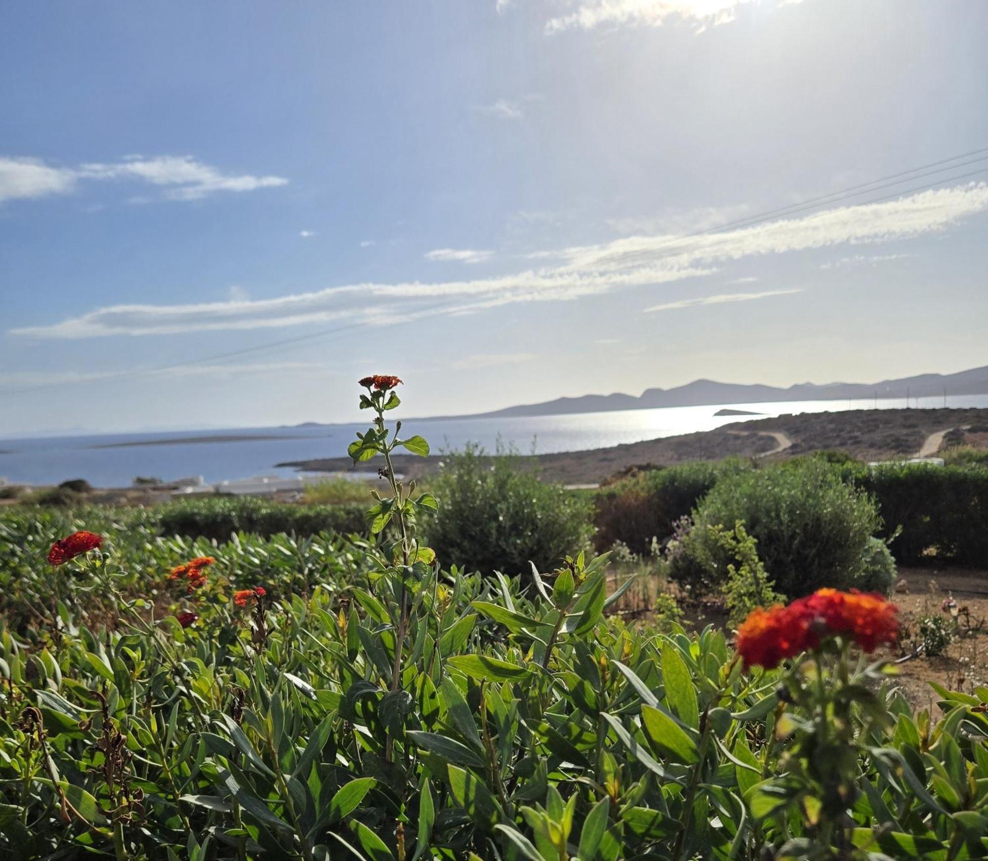 Paros Afrodite Luxury Villas Alikí Exterior foto